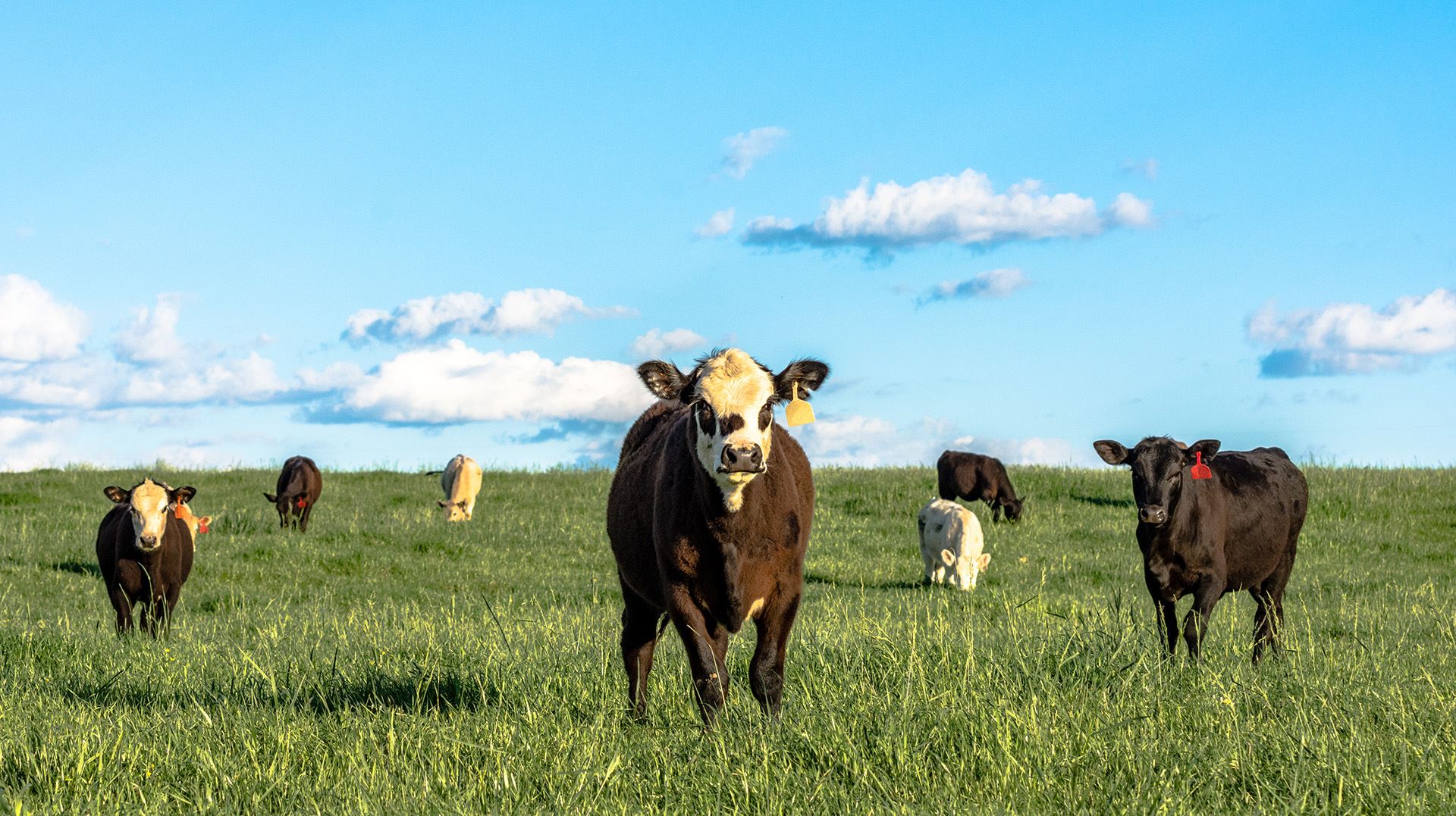 cattle in a field