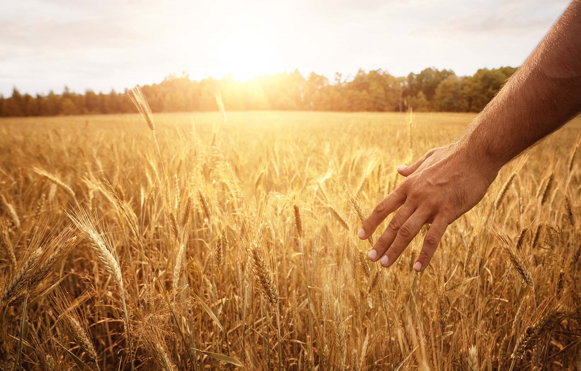 person in wheat field
